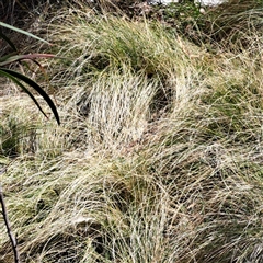 Nassella trichotoma (Serrated Tussock) at Watson, ACT - 27 Sep 2024 by abread111