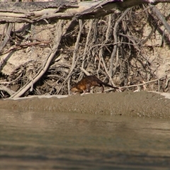 Hydromys chrysogaster (Rakali or Water Rat) at Darlington Point, NSW - 23 Sep 2024 by MB