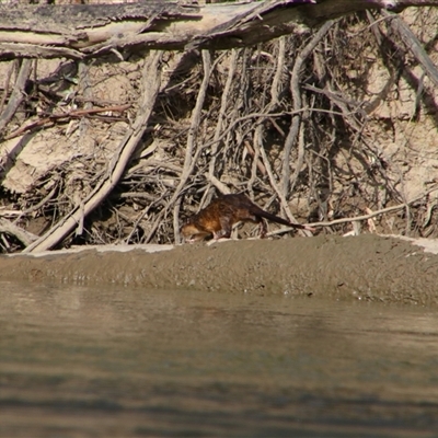 Hydromys chrysogaster (Rakali or Water Rat) at Darlington Point, NSW - 23 Sep 2024 by MB