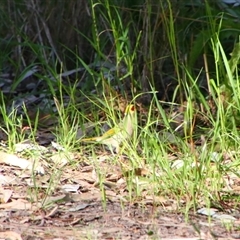 Ptilotula penicillata (White-plumed Honeyeater) at Darlington Point, NSW - 23 Sep 2024 by MB