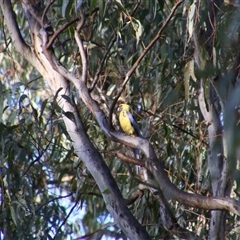 Platycercus elegans flaveolus (Yellow Rosella) at Darlington Point, NSW - 23 Sep 2024 by MB