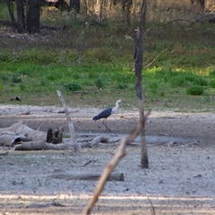 Ardea pacifica (White-necked Heron) at Darlington Point, NSW - 23 Sep 2024 by MB