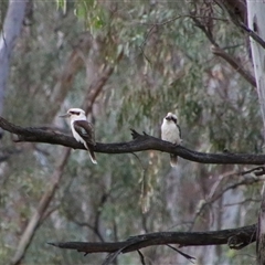 Dacelo novaeguineae (Laughing Kookaburra) at Darlington Point, NSW - 23 Sep 2024 by MB