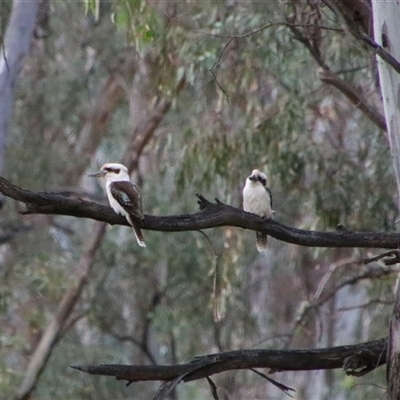 Dacelo novaeguineae (Laughing Kookaburra) at Darlington Point, NSW - 23 Sep 2024 by MB