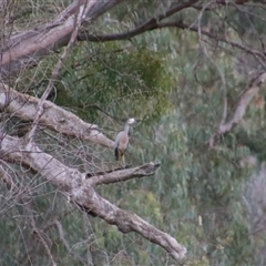 Egretta novaehollandiae (White-faced Heron) at Darlington Point, NSW - 23 Sep 2024 by MB