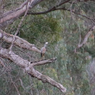 Egretta novaehollandiae (White-faced Heron) at Darlington Point, NSW - 23 Sep 2024 by MB