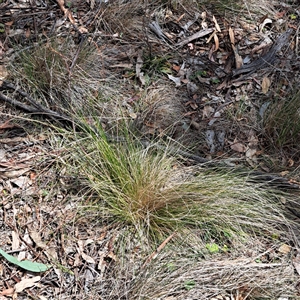 Nassella trichotoma at Watson, ACT - 27 Sep 2024