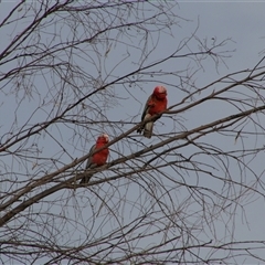 Eolophus roseicapilla (Galah) at Darlington Point, NSW - 24 Sep 2024 by MB