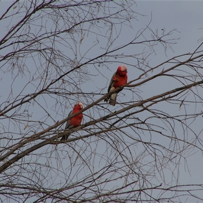 Eolophus roseicapilla (Galah) at Darlington Point, NSW - 24 Sep 2024 by MB