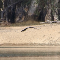 Aquila audax (Wedge-tailed Eagle) at Darlington Point, NSW - 24 Sep 2024 by MB