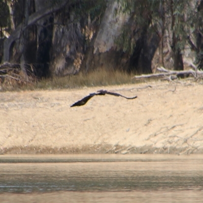 Aquila audax (Wedge-tailed Eagle) at Darlington Point, NSW - 24 Sep 2024 by MB