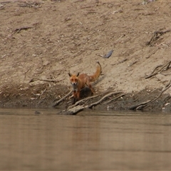 Vulpes vulpes (Red Fox) at Darlington Point, NSW - 23 Sep 2024 by MB