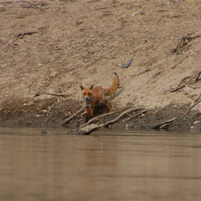 Vulpes vulpes (Red Fox) at Darlington Point, NSW - 24 Sep 2024 by MB