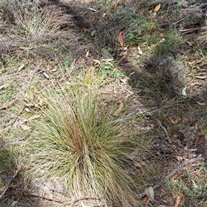 Nassella trichotoma at Watson, ACT - 27 Sep 2024