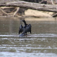 Phalacrocorax sulcirostris (Little Black Cormorant) at Darlington Point, NSW - 24 Sep 2024 by MB