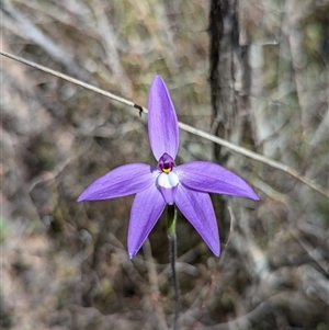 Glossodia major at Greenway, ACT - 27 Sep 2024