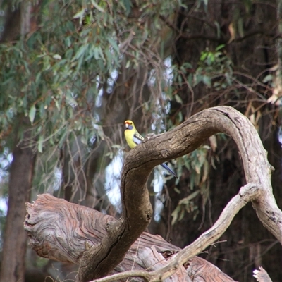 Platycercus elegans flaveolus (Yellow Rosella) at Darlington Point, NSW - 23 Sep 2024 by MB