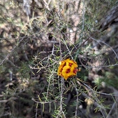 Dillwynia sieberi (Sieber's Parrot Pea) at Greenway, ACT - 27 Sep 2024 by JP95