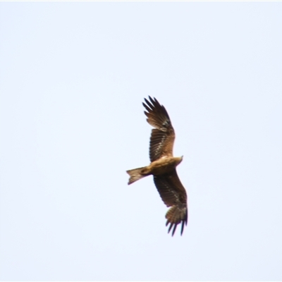 Milvus migrans (Black Kite) at Carrathool, NSW - 24 Sep 2024 by MB