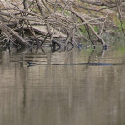 Pseudechis porphyriacus (Red-bellied Black Snake) at Carrathool, NSW - 24 Sep 2024 by MB