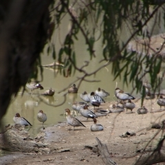 Chenonetta jubata (Australian Wood Duck) at Carrathool, NSW - 24 Sep 2024 by MB