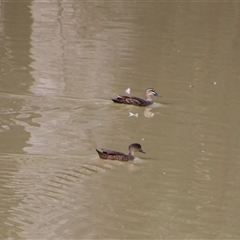 Anas superciliosa (Pacific Black Duck) at Carrathool, NSW - 24 Sep 2024 by MB