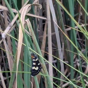 Phalaenoides glycinae at Franklin, ACT - 15 Feb 2024