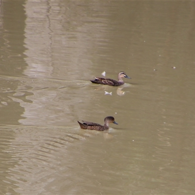 Anas gracilis (Grey Teal) at Carrathool, NSW - 24 Sep 2024 by MB