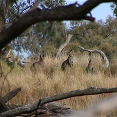 Macropus giganteus (Eastern Grey Kangaroo) at Carrathool, NSW - 24 Sep 2024 by MB