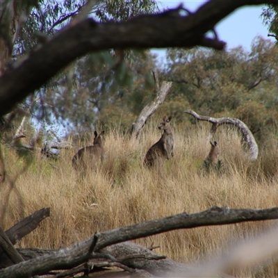 Macropus giganteus (Eastern Grey Kangaroo) at Carrathool, NSW - 24 Sep 2024 by MB