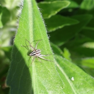 Oxyopes gracilipes at Lyons, ACT - 27 Sep 2024 02:48 PM