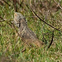 Pogona barbata (Eastern Bearded Dragon) at Strathnairn, ACT - 27 Sep 2024 by Thurstan