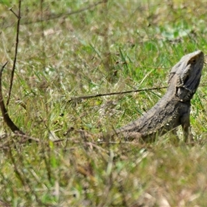 Pogona barbata at Strathnairn, ACT - suppressed