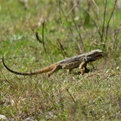 Pogona barbata at Strathnairn, ACT - suppressed