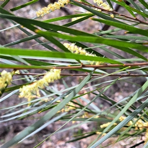 Acacia floribunda at Watson, ACT - 27 Sep 2024