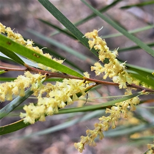 Acacia floribunda at Watson, ACT - 27 Sep 2024