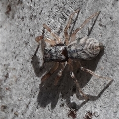Arasia mollicoma (Flat-white Jumping Spider) at Hall, ACT - 27 Sep 2024 by Anna123