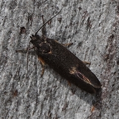 Leistomorpha brontoscopa (A concealer moth) at Hall, ACT - 26 Sep 2024 by Anna123