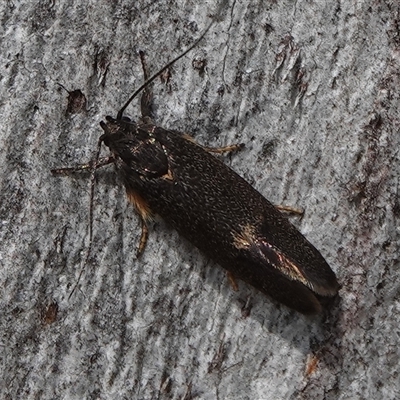 Leistomorpha brontoscopa (A concealer moth) at Hall, ACT - 27 Sep 2024 by Anna123