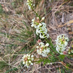 Stackhousia monogyna (Creamy Candles) at Watson, ACT - 27 Sep 2024 by abread111