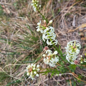 Stackhousia monogyna at Watson, ACT - 27 Sep 2024