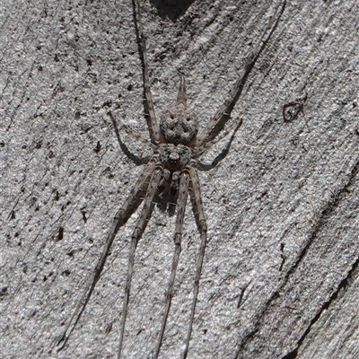 Tamopsis sp. (genus) (Two-tailed spider) at Hall, ACT - 26 Sep 2024 by Anna123