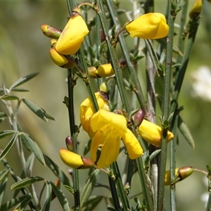 Cytisus scoparius subsp. scoparius at Hall, ACT - 24 Sep 2024 09:43 AM