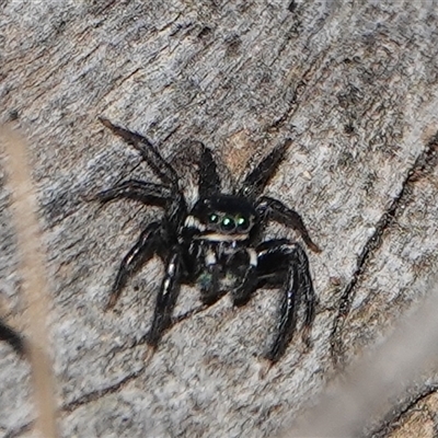 Jotus auripes (Jumping spider) at Hall, ACT - 27 Sep 2024 by Anna123