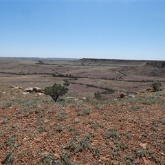 Eremophila freelingii (Limestone Fuchsia, Rock Fuchsia Bush) at Birdsville, QLD - 20 Aug 2024 by Paul4K