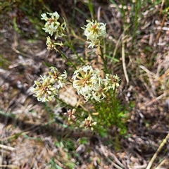 Stackhousia monogyna (Creamy Candles) at Watson, ACT - 27 Sep 2024 by abread111