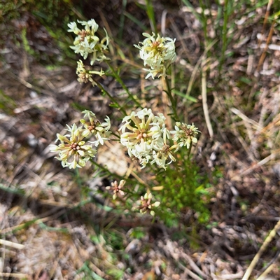 Stackhousia monogyna (Creamy Candles) at Watson, ACT - 27 Sep 2024 by abread111