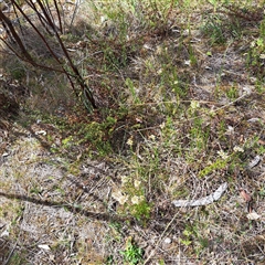 Stackhousia monogyna at Watson, ACT - 27 Sep 2024 11:34 AM