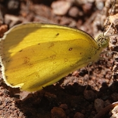 Eurema smilax (Small Grass-yellow) at Hall, ACT - 27 Sep 2024 by Anna123