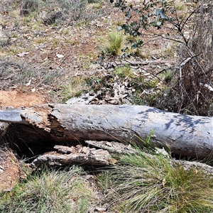 Nassella trichotoma at Watson, ACT - 27 Sep 2024 11:39 AM